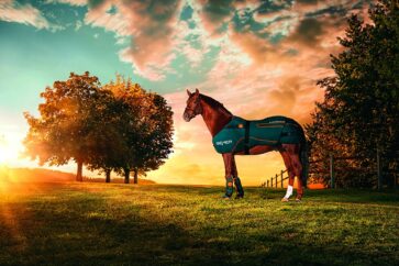 Bemer Horse Therapie Set